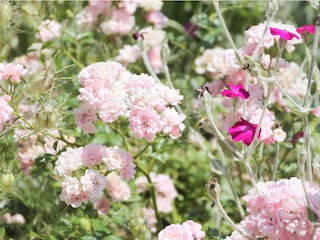 Rosen im Garten