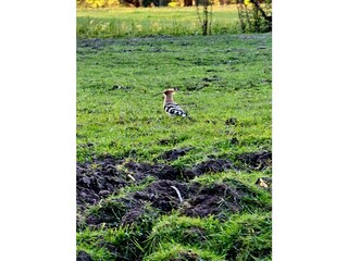 Casa per le vacanze Burg im Spreewald Registrazione all'aperto 16