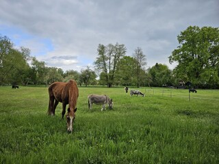 Casa per le vacanze Burg im Spreewald Registrazione all'aperto 17