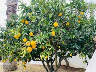 Orange tree in the garden