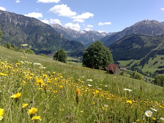 Sommer im Allgäu