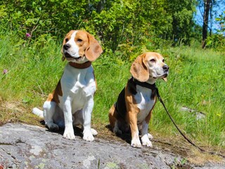 Happybeagle bei uns zu Besuch
