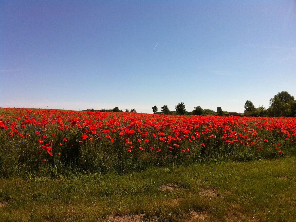 Zur Mohnblüte