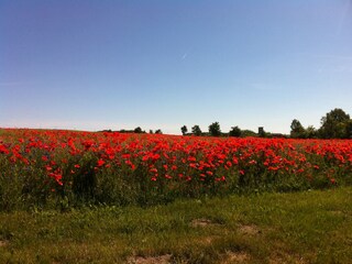 Zur Mohnblüte