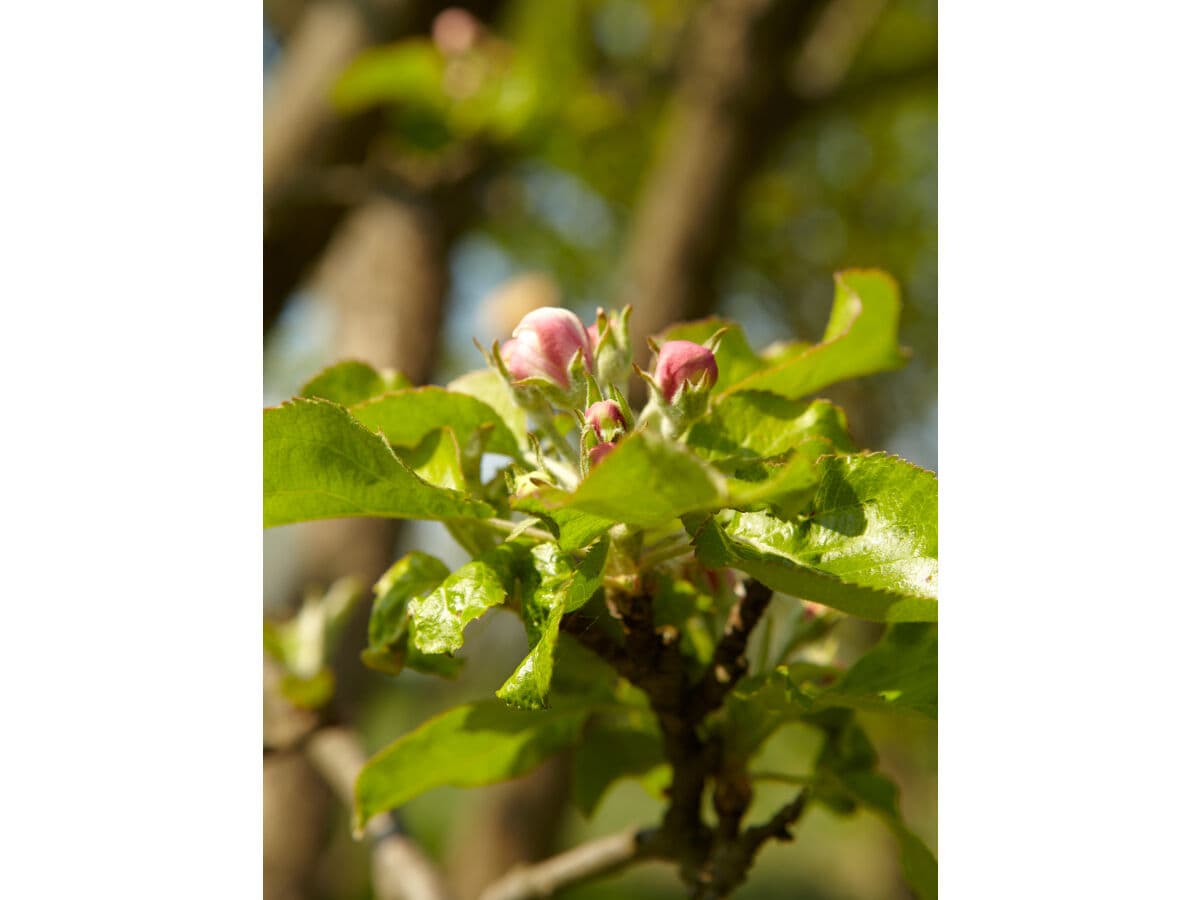 Obstblüte im Garten