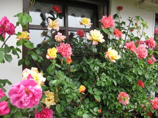 Unsere Rosen im Sommer