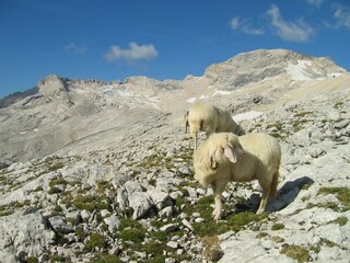 Bergschafe