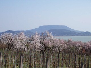 Mandelblüte in Frühling am Balaton