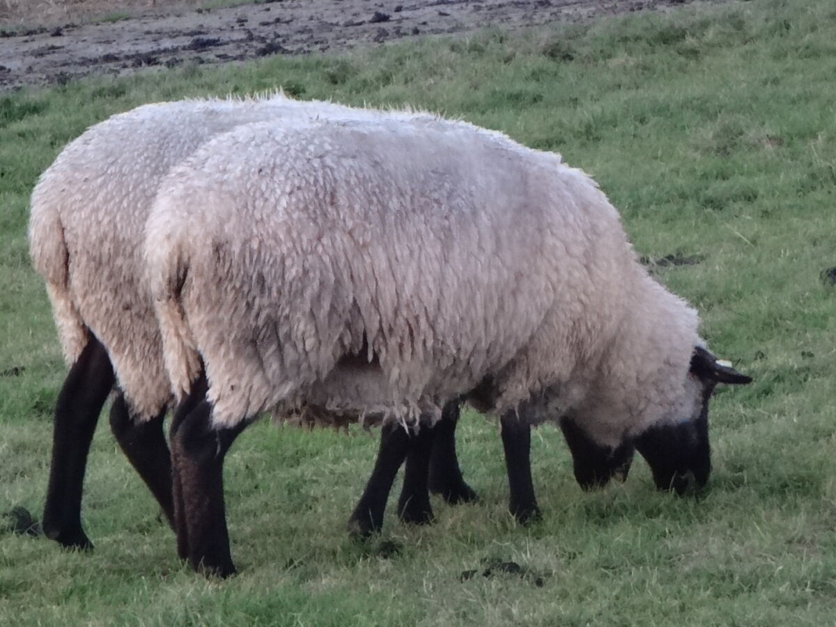 Ferienwohnung Jantje, Greetsiel, Firma Vermietung am Hafen - Firma