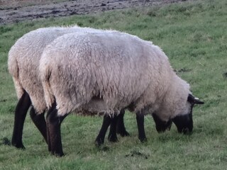 Ferienwohnung Greetsiel Umgebung 66