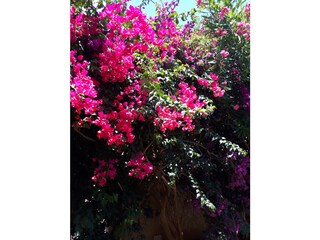 Casa per le vacanze Denia Registrazione all'aperto 12