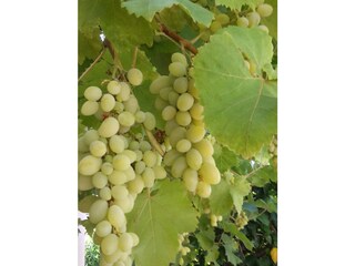 Casa per le vacanze Denia Registrazione all'aperto 16