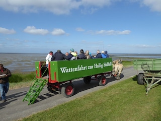 Kutschfahrt zur Hallig Südfall