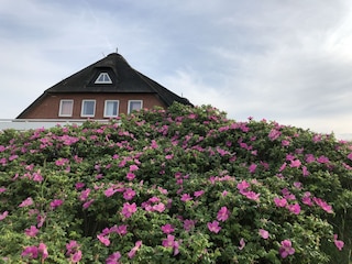 Ferienwohnung Rantum Außenaufnahme 3