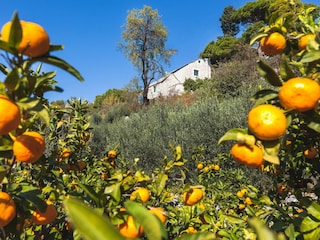 Mandarinenbäume