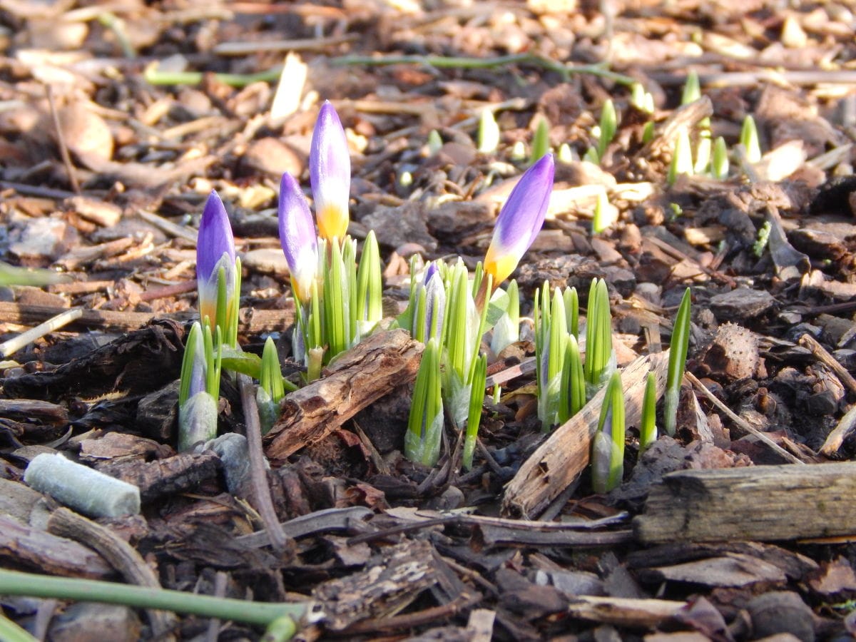 Frühling