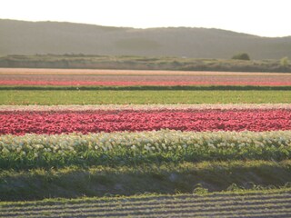 Appartamento per vacanze Callantsoog Ambiente 19