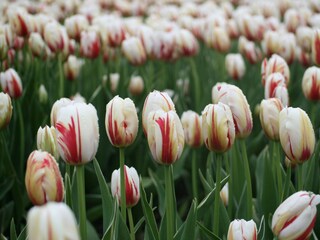 Appartamento per vacanze Callantsoog Ambiente 22