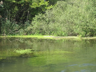 Naturschutzgebiet am Rhein: Taubergießen