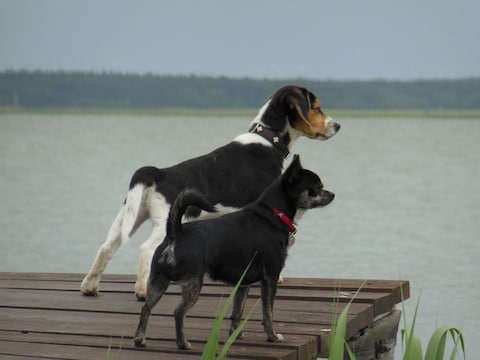 Ferienwohnung Darßurlaub - Hund - Angeln am Wasser