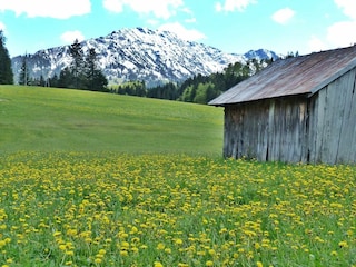 Löwenzahnblüte