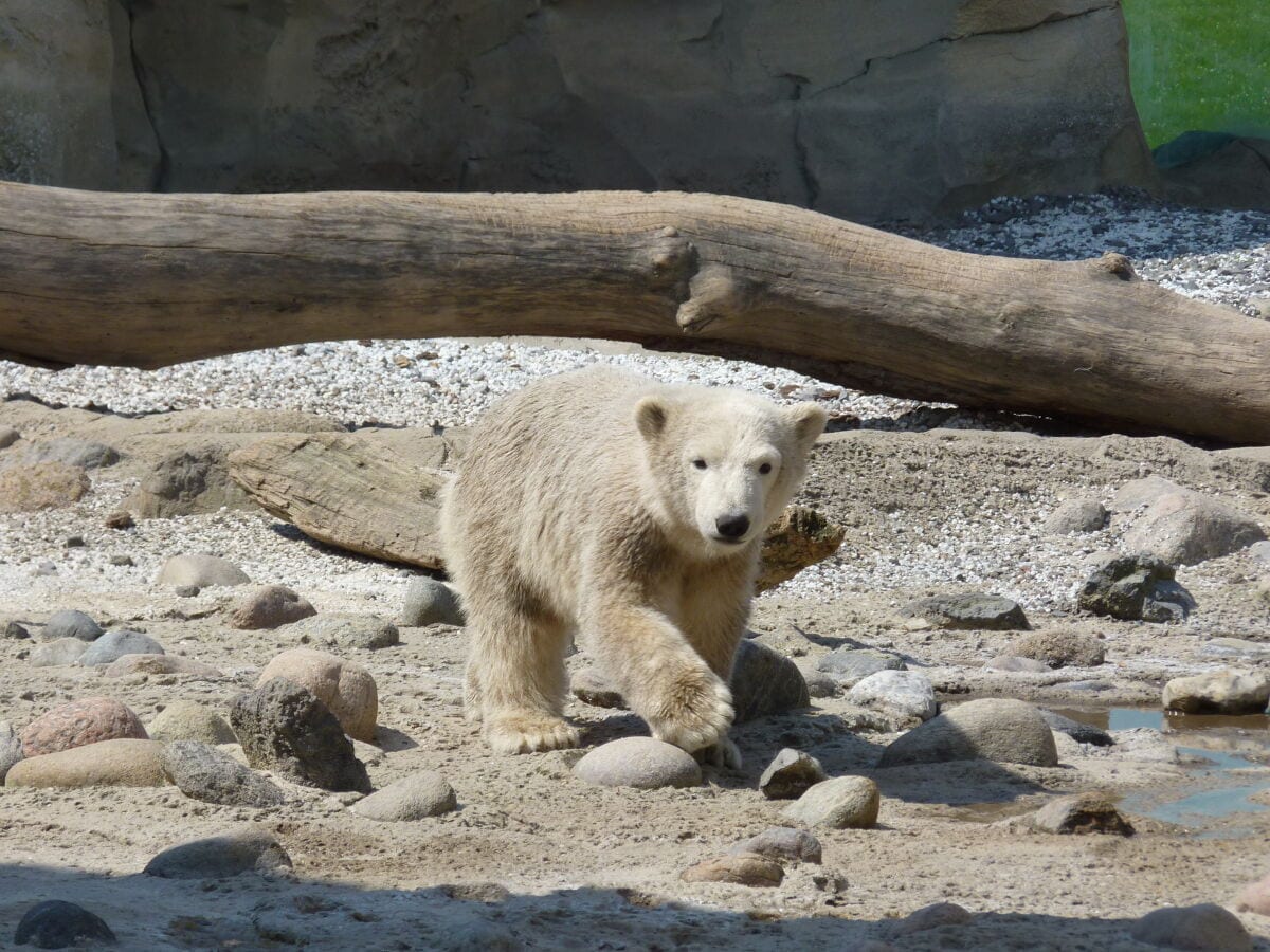 Die kleine Lale unser Eisbärenbaby im Zoo