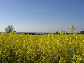 Frühjahr auf der Insel Poel