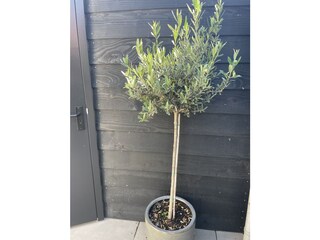 Appartamento per vacanze Egmond aan Zee Caratteristiche 13