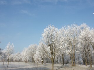 Winterspaziergang- Baumgruppe an der Iller