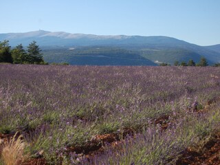 Lavender-fields in Provence