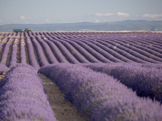 Lavender-fields in Provence