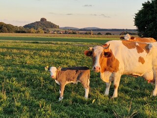 Mutterkuh mit Kalb. im Hintergrund der Zirkelstein