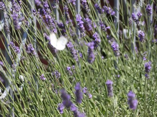 Vakantieappartement Mombaruzzo Buitenaudio-opname 3