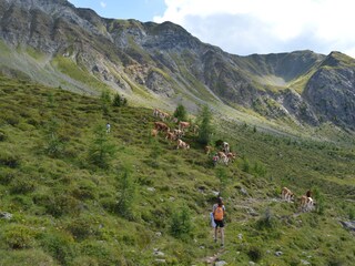 The cattle in the meadow