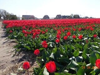 Casa per le vacanze Julianadorp Ambiente 25