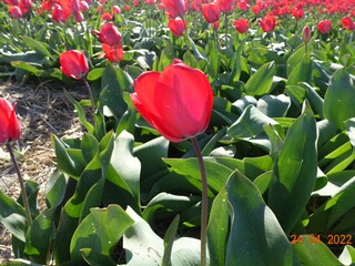 Casa per le vacanze Julianadorp Ambiente 26