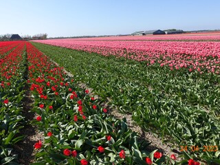 Casa per le vacanze Julianadorp Ambiente 27