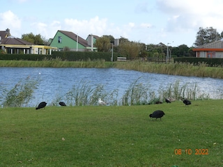 Casa per le vacanze Julianadorp Registrazione all'aperto 7