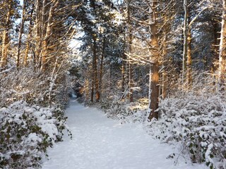 Friedrichshain-Wald im Schnee