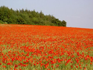 Casa per le vacanze Groß Nemerow Ambiente 18