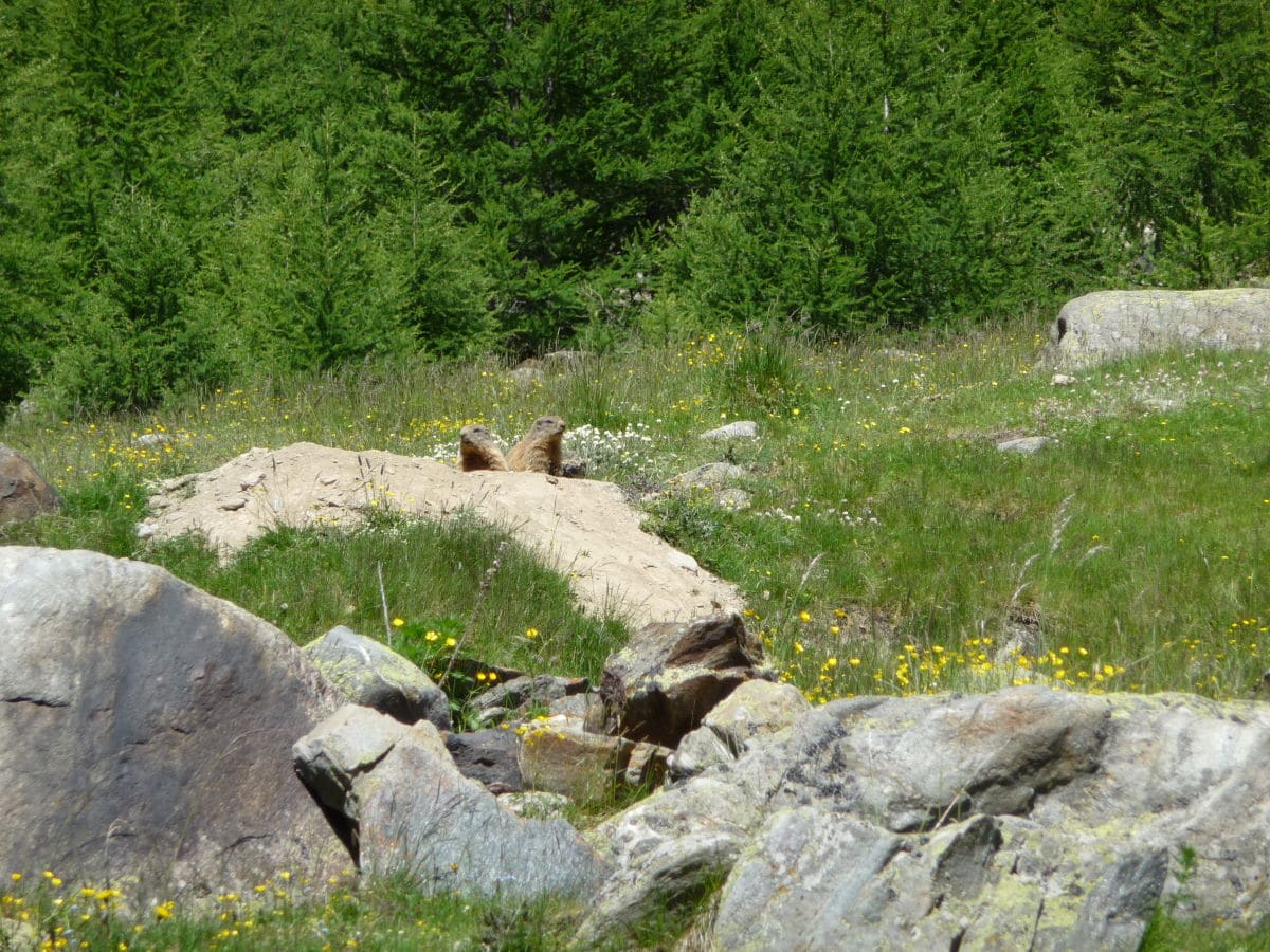 Bei den Murmeltieren im Pfossental