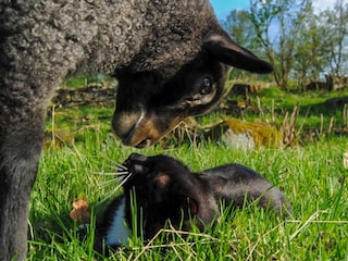 Bei uns gibt es auch diverse Tiere