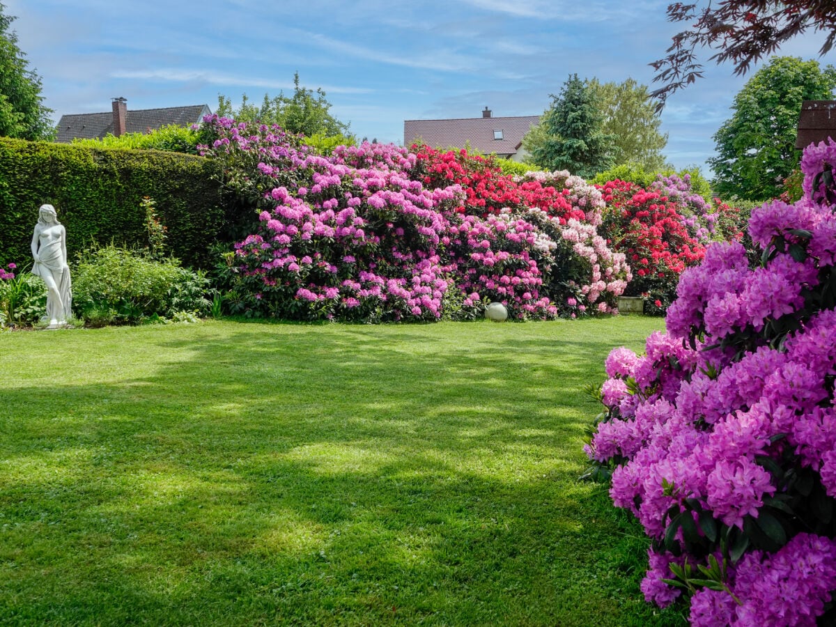 Rhododendren im Frühling