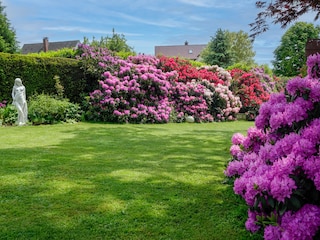 Rhododendren im Frühling