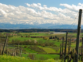 die Markdorfer Weinberge