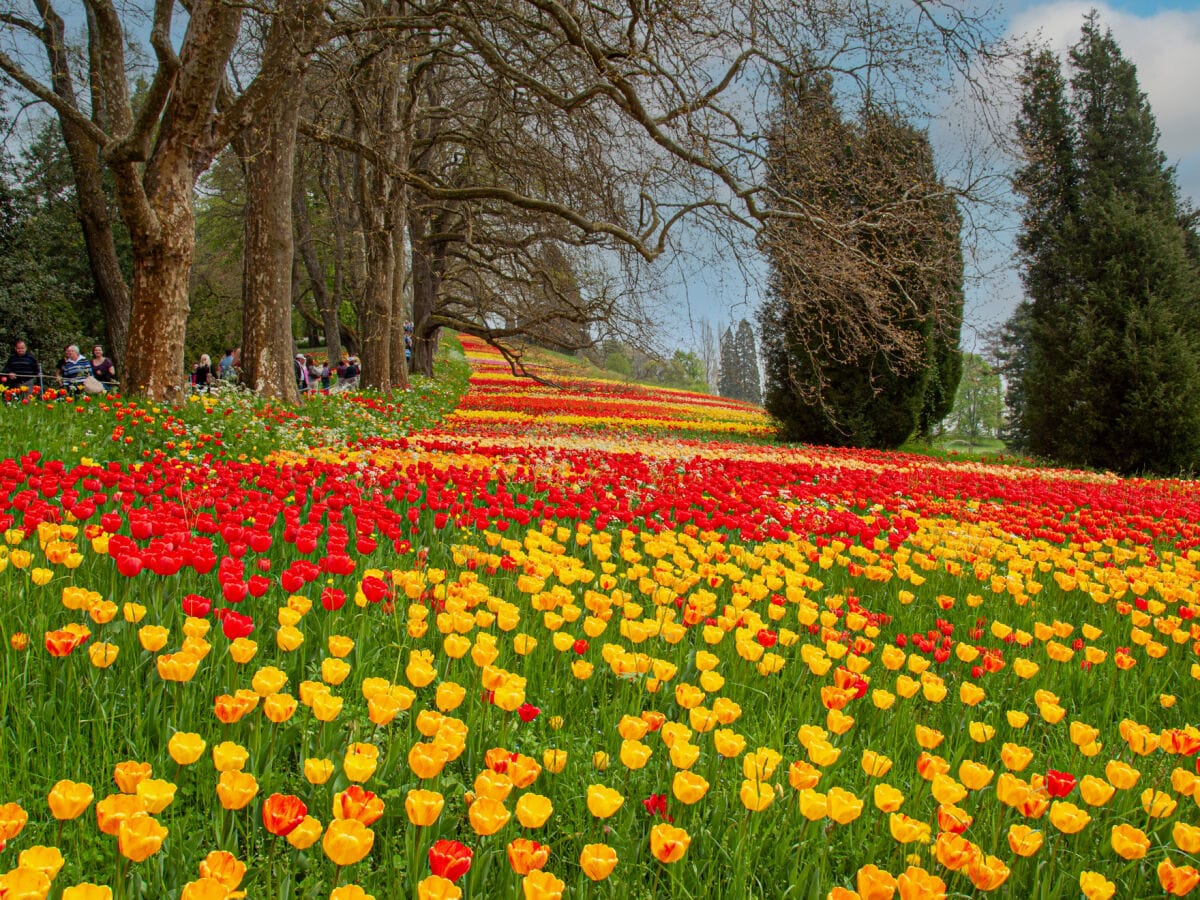 Insel Mainau Tulpenblüte