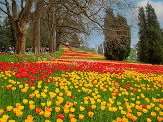 Insel Mainau Tulpenblüte