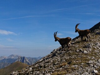 Appartamento per vacanze Fischen im Allgäu Ambiente 14