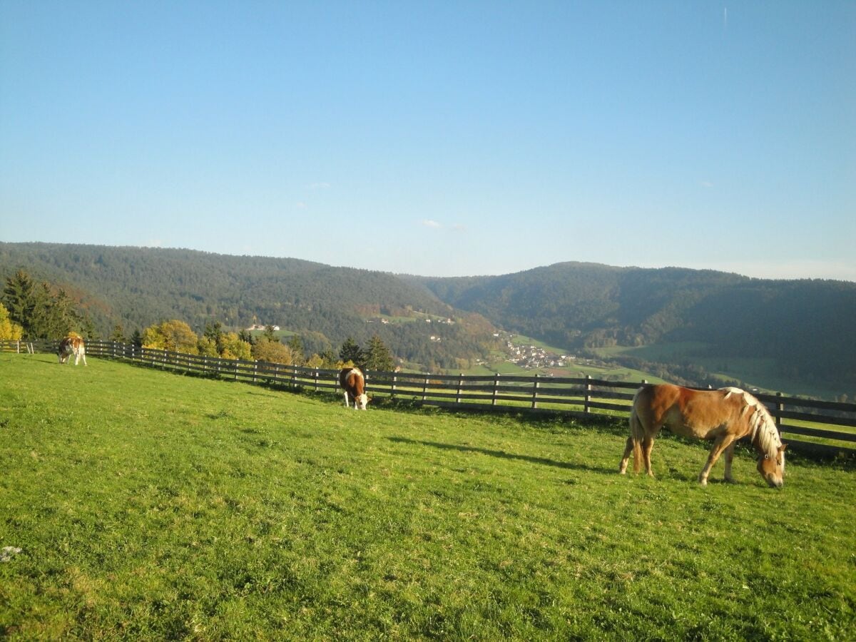 Ferienwohnung Mölten Umgebung 21