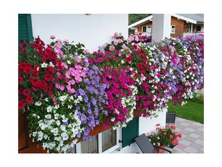 Appartamento per vacanze Hirschegg im Kleinwalsertal Registrazione all'aperto 7